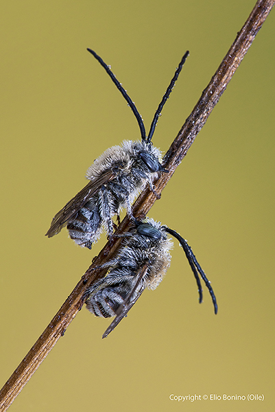 Da identificare, potrebbero essere due Halictus ape?